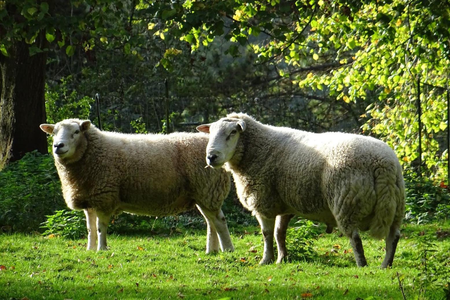 Aux Bois Dores De La Ferme De Sorval, Animaux De La Ferme, Fitness Selvigny Exteriér fotografie